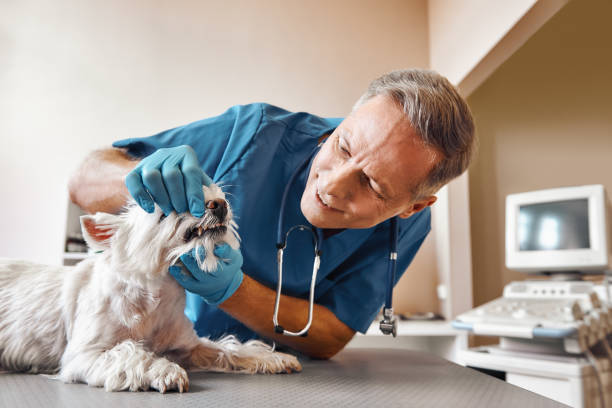 Best Weekend Emergency Dentist in Fort Benton, MT